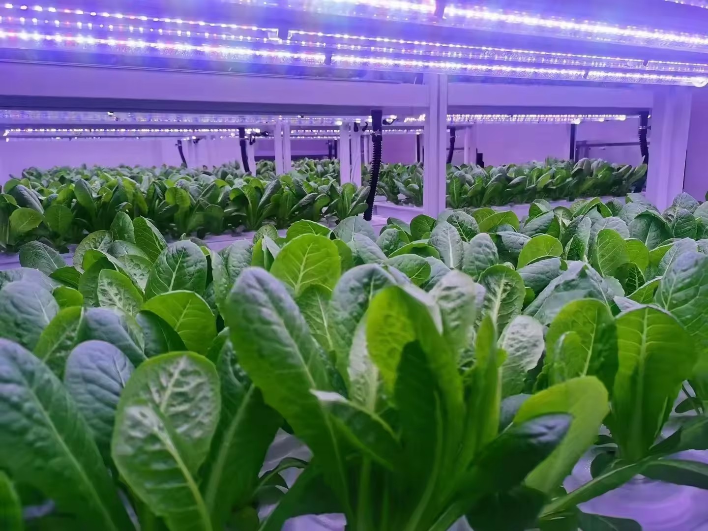 f Greenhouse Agricultural Equi - огляд і ціна Hydroponic Tower
