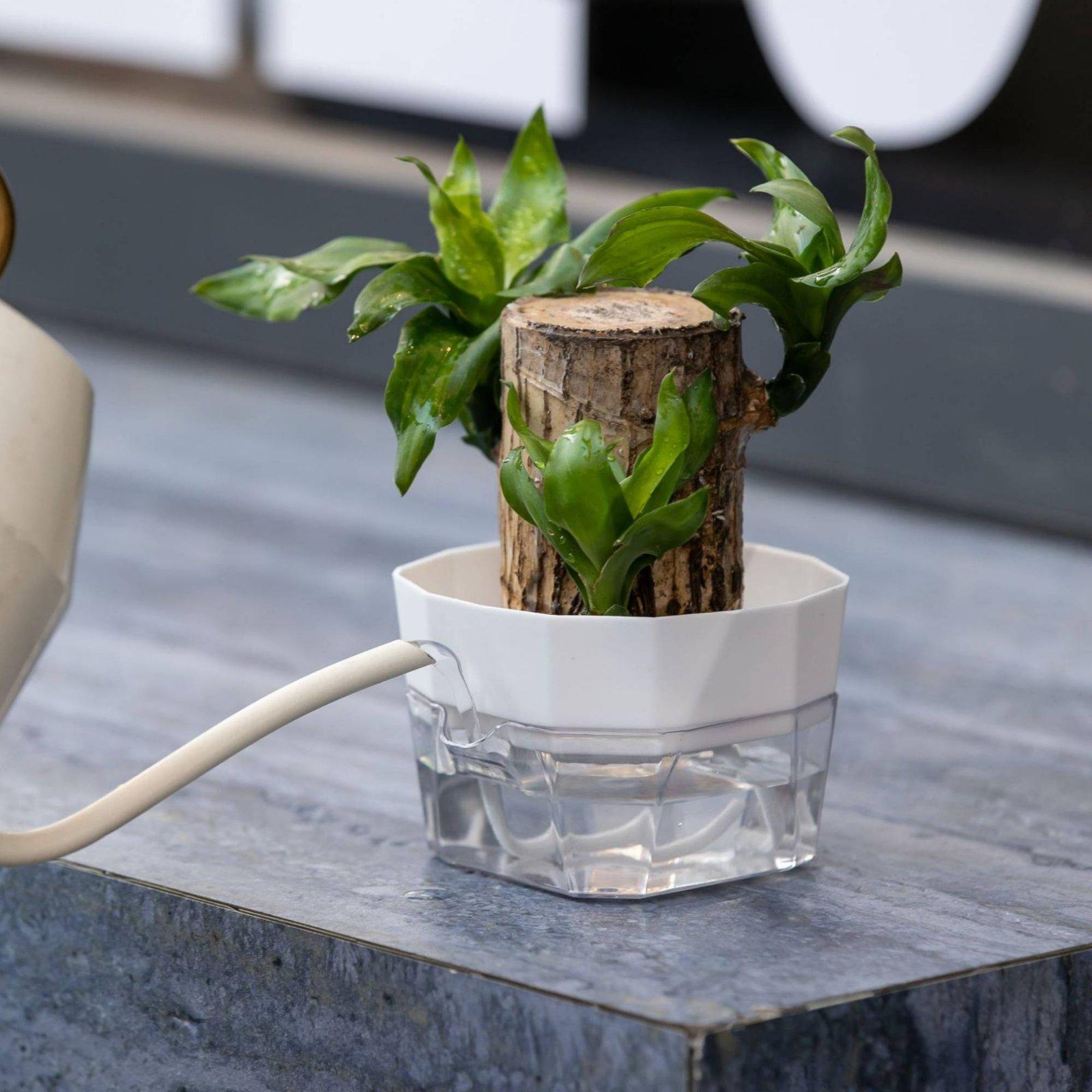 Hydroponic Vase Two Layer Self - огляд і ціна Self Watering Planter